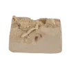 Coffret de paléontologie