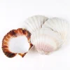 Coquille Saint-Jacques véritable