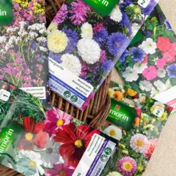 Graines de fleurs colorées