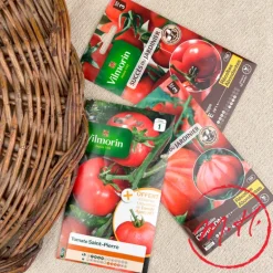 Graines de tomates