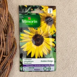 Semence de Tournesols