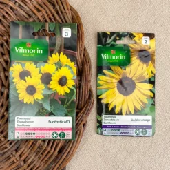 Semence de Tournesols